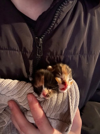 Two Calico female kittens available June 23