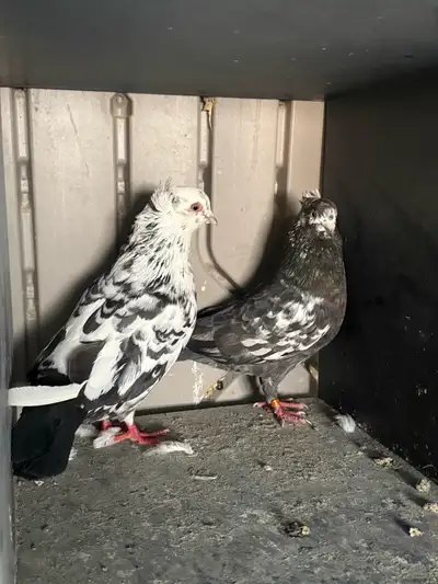 Pigeons for sale, View more