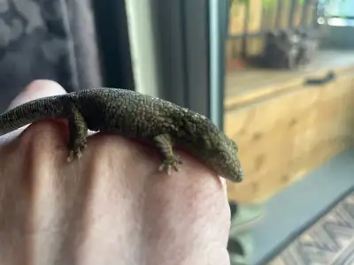 Female chameleon gecko  (Eurydactylodes vieillardi), View more