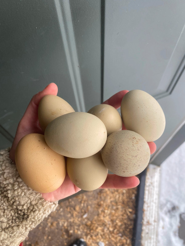 Olive egger hatching eggs in Livestock in Bedford - Image 2