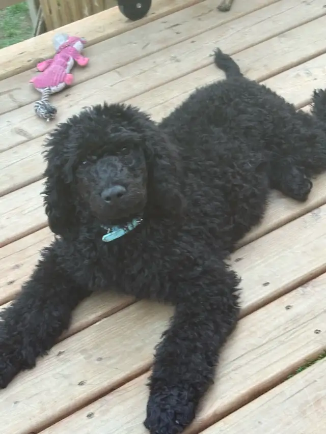 caniche royal (poodle) in Dogs & Puppies for Rehoming in Laurentides - Image 8