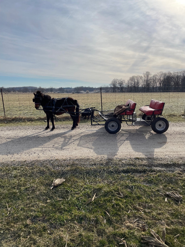 Pony ❤️*UPDATED* in Horses & Ponies for Rehoming in Kitchener / Waterloo - Image 4