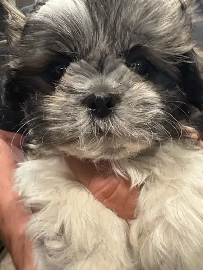 Shih-Tzu Puppies ready to go, View more