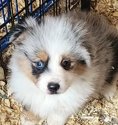 ●●●● THIS LITTER IS SOLD but I do have a younger litter that will be ready to go at the end of May....