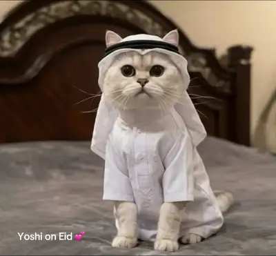Beautiful Purebred British Shorthair, View more