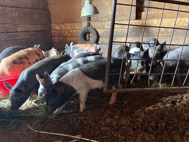 bacon seeds in Livestock in Red Deer - Image 5