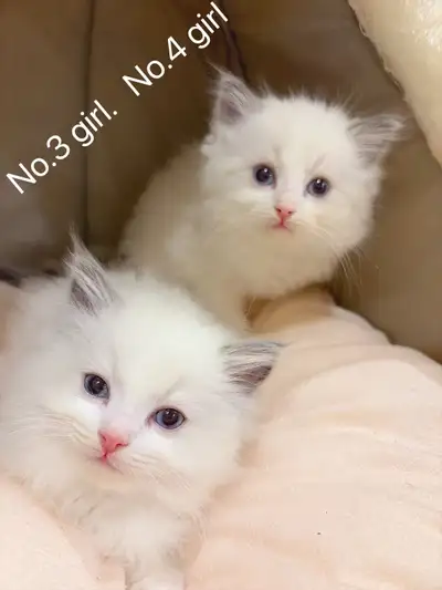 ** Doll face Ragdoll kittens ready to new home **, View more