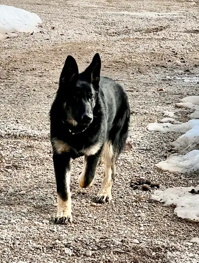 Female German Shepherd puppies. Very good natured. Not registered. Full shots. Treated with Nexgard...