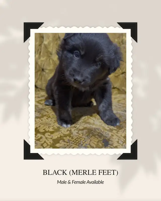 Purebred Australian Shepherd Puppies in Dogs & Puppies for Rehoming in St. Albert - Image 7