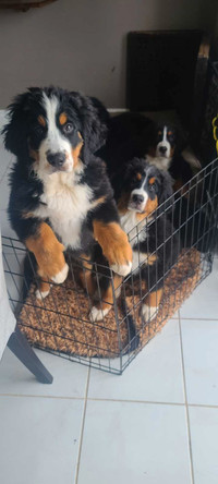 Bernese Puppies For Sale