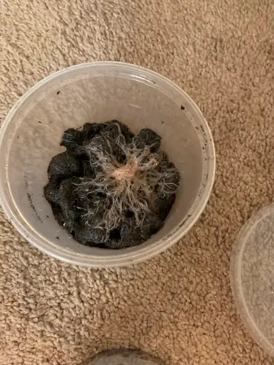 White worm starting culture. Asking $10. Pickup only