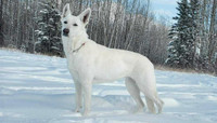 Registered White Shepherd Puppies