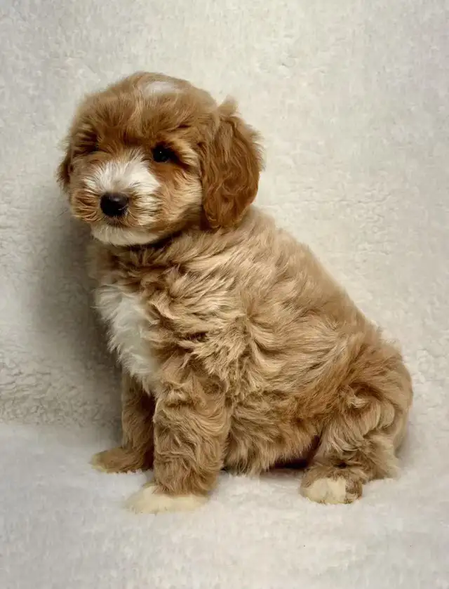 Mini Cockapoo puppies in Dogs & Puppies for Rehoming in City of Montréal - Image 3