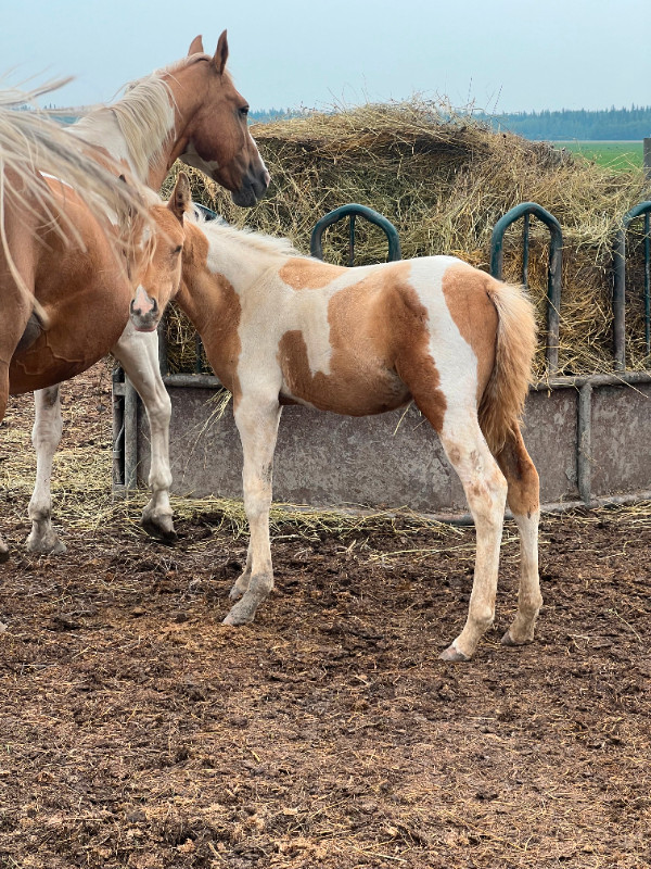 PP My Colours Flashy - 2023 APHA Palomino Tobiano Colt in Horses & Ponies for Rehoming in Grande Prairie - Image 2