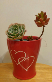 Significant other / Valentine's day succulents