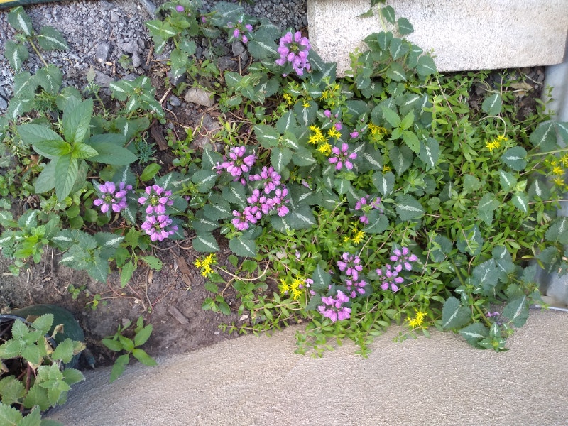 Perennial and annual plants for sale Plants, Fertilizer & Soil