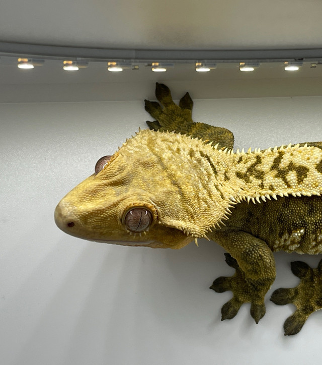 Crested Gecko in Reptiles & Amphibians for Rehoming in Oakville / Halton Region - Image 3