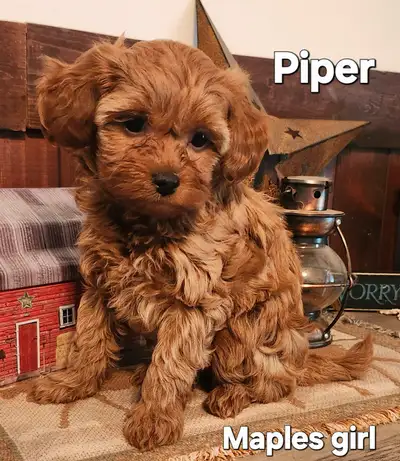 Shihtzu/Poodle Puppies, View more