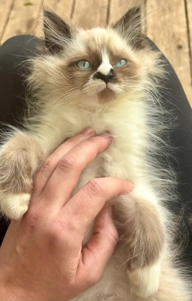 Last Purebred Traditional Ragdoll Kitten in Cats & Kittens for Rehoming in Annapolis Valley - Image 2