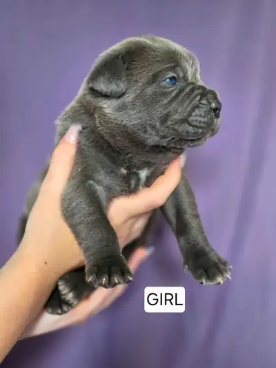 Cane Corso Puppies, View more