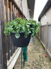 Beautiful Mother’s Day hanging baskets 