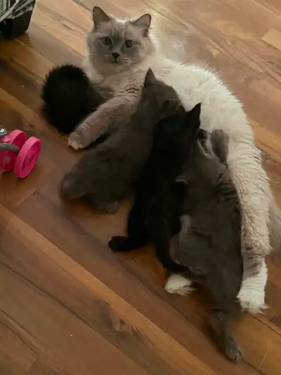 5 Little kitty of Himalayan regdol (mother) and Angora (father), View more