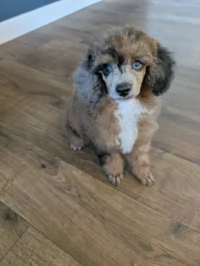 toy poodle for sale from registered parents, View more