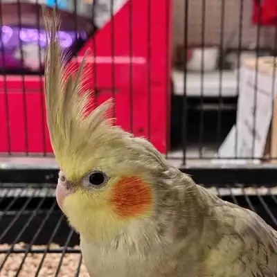baby Pearl cockatiel, View more