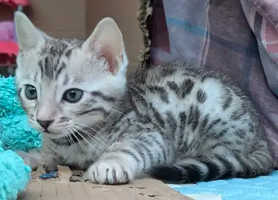 Chatons de Bengal silver, View more