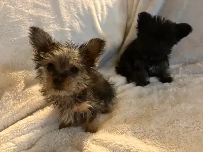 puppy For Sale, View more