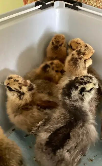 Silkie chicks, View more