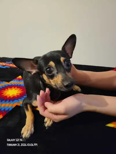 3 female deerhead Chihuahua puppies and father for sale, View more