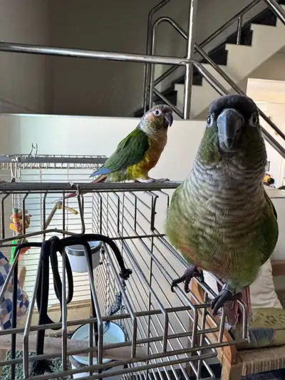 Conures Pair (with cage NEED GONE), View more