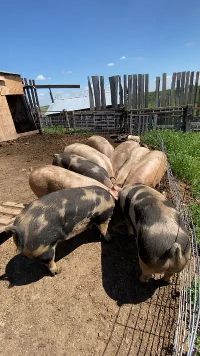 2 pigs going to be butchered, View more