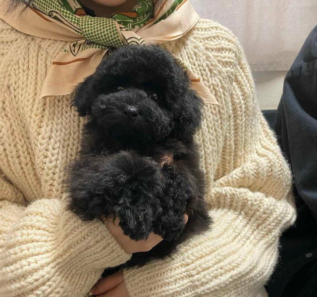 CKC Registered Toy Poodle Puppies ~ 2 Left in Dogs & Puppies for Rehoming in Markham / York Region - Image 4
