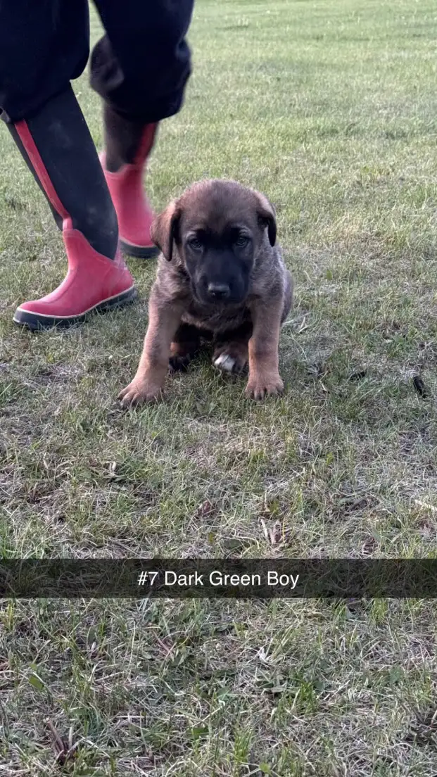 TURKISH KANGAL CROSS PUPPIES in Dogs & Puppies for Rehoming in St. Albert - Image 4