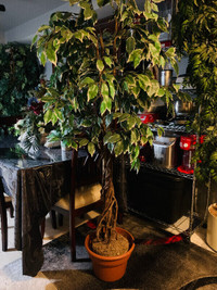 ARBRE PLANTE GÉANTE QUALITÉ/QUALITY GIANT TREE PLANT-72'' (C030)