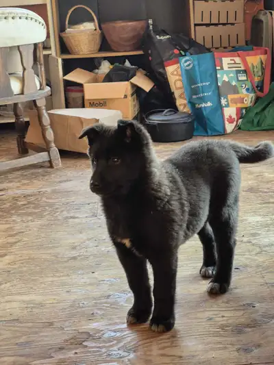 Female Puppy,  Akita x Belgian Shepherd, View more