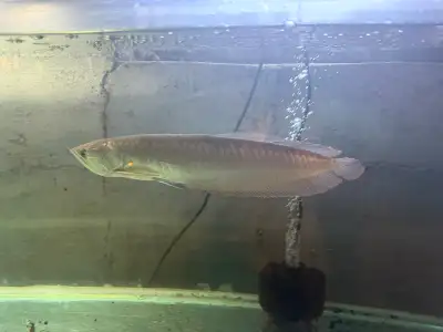 Silver Arowana, View more