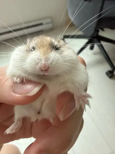 REHOMING Female Hamster, View more