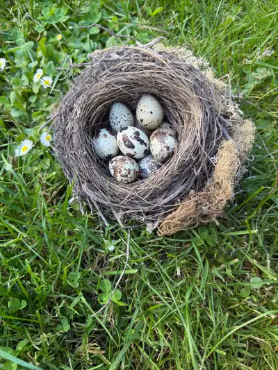 Hatching Eggs!, View more