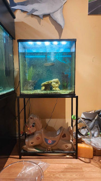 40 gallon aquarium for sale 