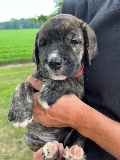 Mastiff Puppies, View more