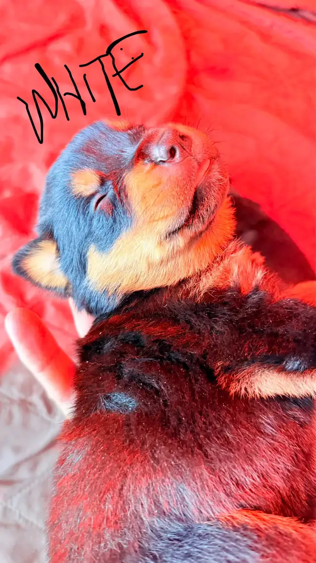 Rottweiler Puppies   ****READY AUGUST 15th**** in Dogs & Puppies for Rehoming in Hamilton - Image 4