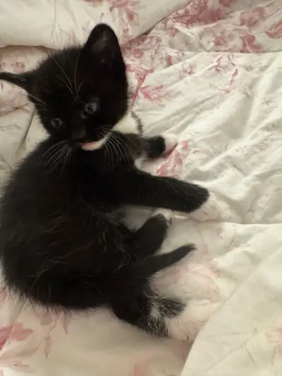 Kittens for sale, View more