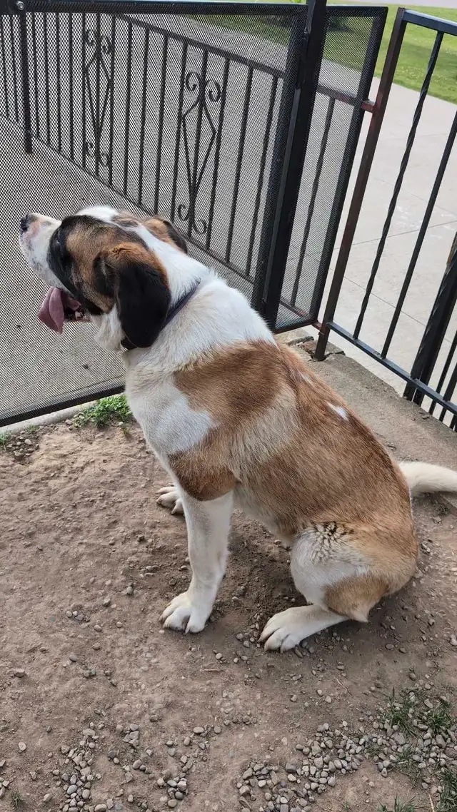 St Bernard 1yr Female in Dogs & Puppies for Rehoming in Hamilton - Image 7