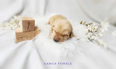 On the morning of April 20th Birdie welcomed 9 beautiful puppies into the world. These puppies will...