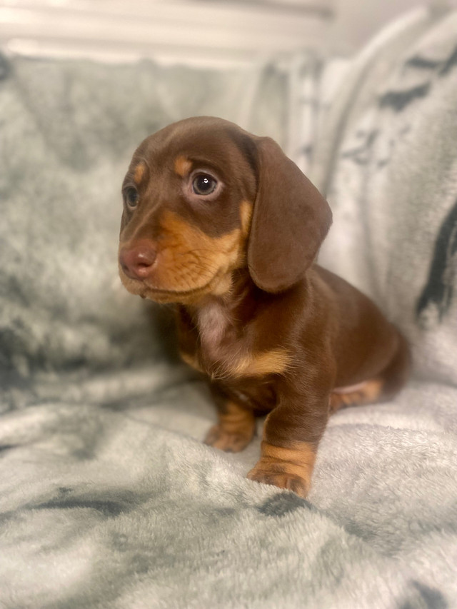 Dachshund Puppies in Dogs & Puppies for Rehoming in Ottawa - Image 2