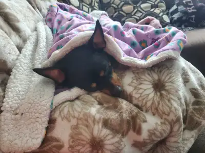 My husband and myself are looking for a 1-2bdrm house between Aylmer and Tillsonburg..must be pet fr...