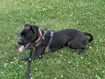 Rehoming Dog - Labrador Mix, View more